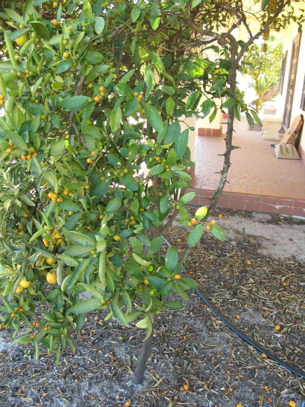              Habit (Winter Haven, FL)       